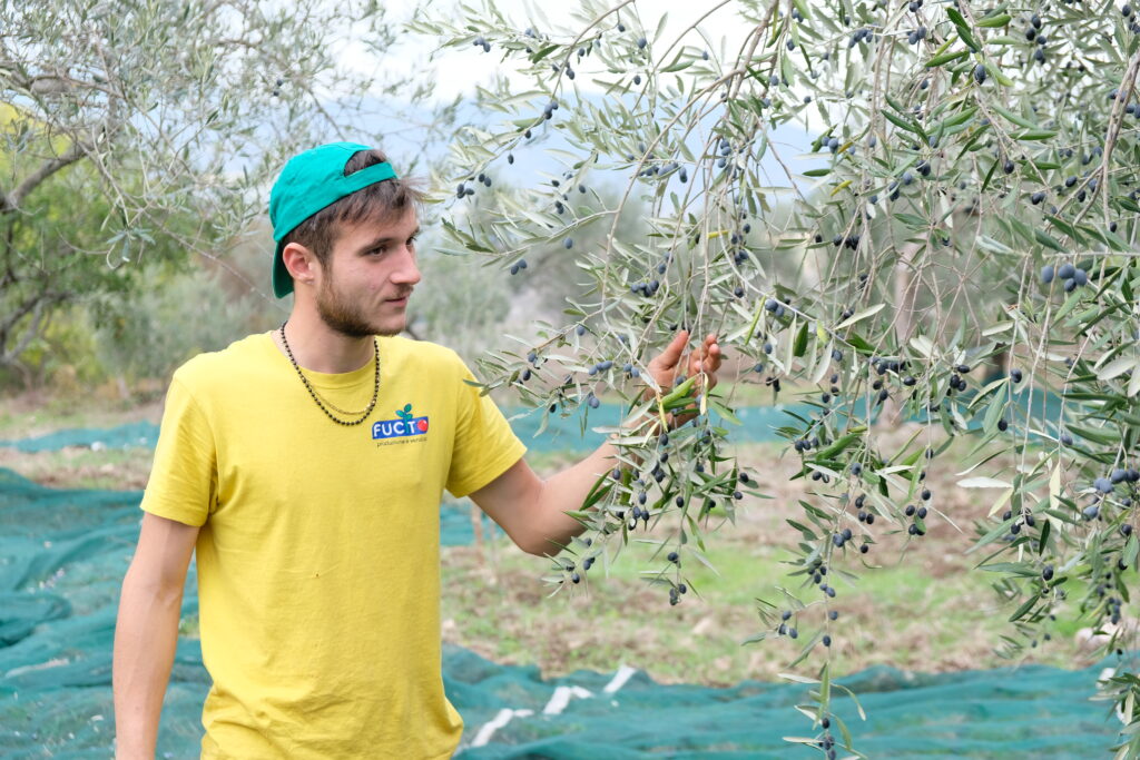 DSCF0542 produzione di olio extravergine d'oliva a Campobasso